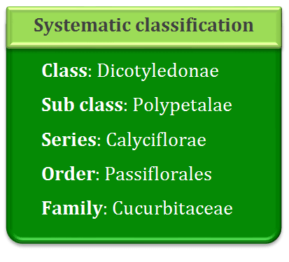 Systematic classification of asteraceae, dicotyledonae, polypetalae, calyciflorae, passiflorales, Cucurbitaceae